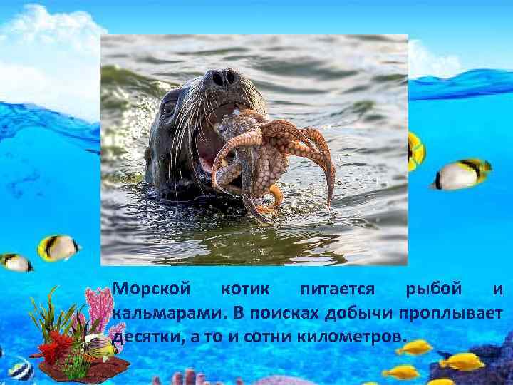 Морской котик питается рыбой и кальмарами. В поисках добычи проплывает десятки, а то и