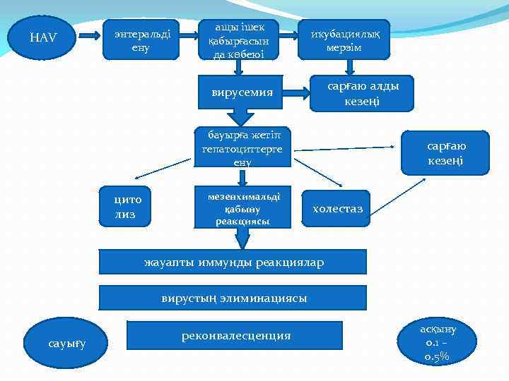 НAV энтеральді ену ащы ішек қабырғасын да көбеюі икубациялық мерзім сарғаю алды кезеңі вирусемия