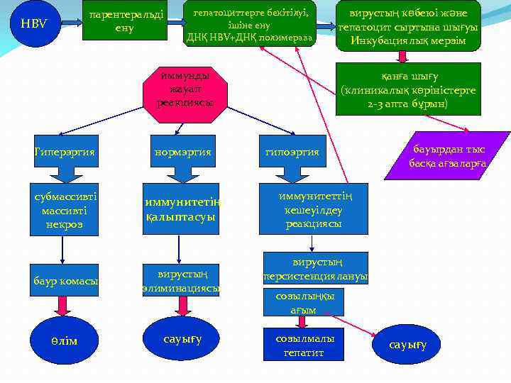 парентеральді ену НBV гепатоциттерге бекітілуі, ішіне ену ДНҚ HBV+ДНҚ полимераза иммунды жауап реакциясы Гиперэргия