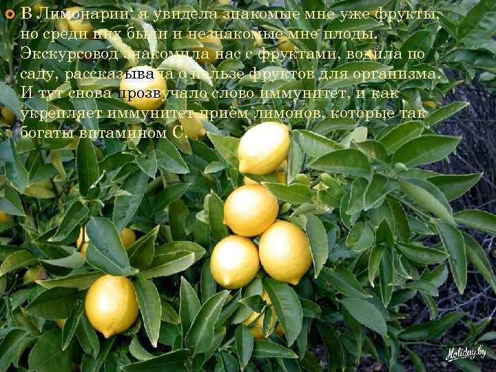  В Лимонарии я увидела знакомые мне уже фрукты, но среди них были и
