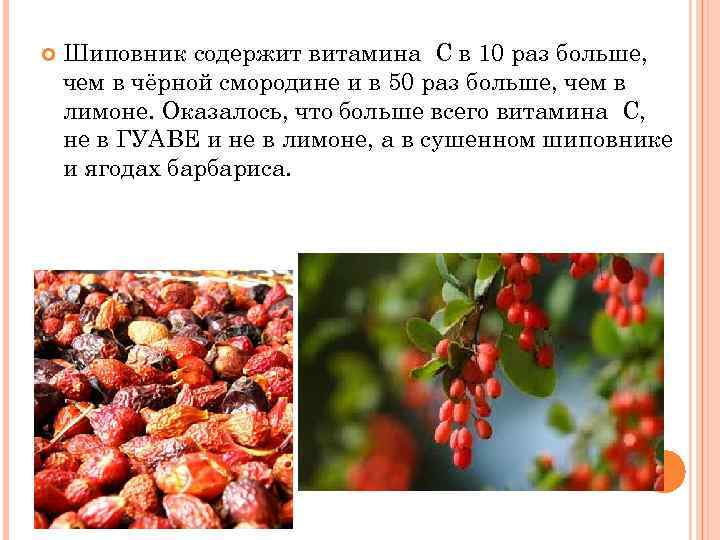 Шиповник содержит витамина С в 10 раз больше, чем в чёрной смородине и