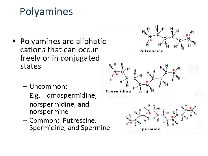 Polyamines • Polyamines are aliphatic cations that can occur freely or in conjugated states