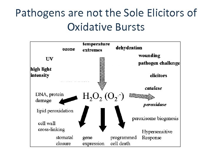 Pathogens are not the Sole Elicitors of Oxidative Bursts 