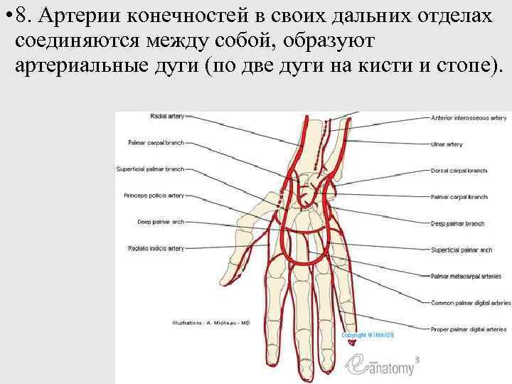 Артериальная система человека анатомия схема