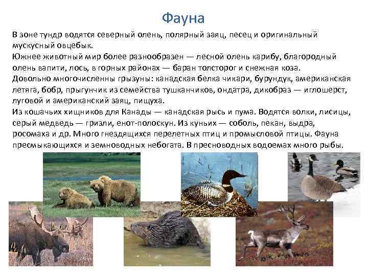Фауна В зоне тундр водятся северный олень, полярный заяц, песец и оригинальный мускусный овцебык.