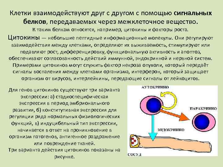 Клетки взаимодействуют друг с другом с помощью сигнальных белков, передаваемых через межклеточное вещество. К