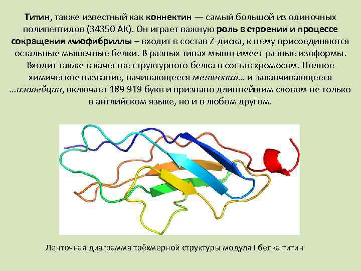 Белки как природные биополимеры проект