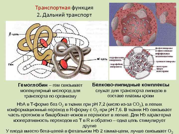 Транспортный белок