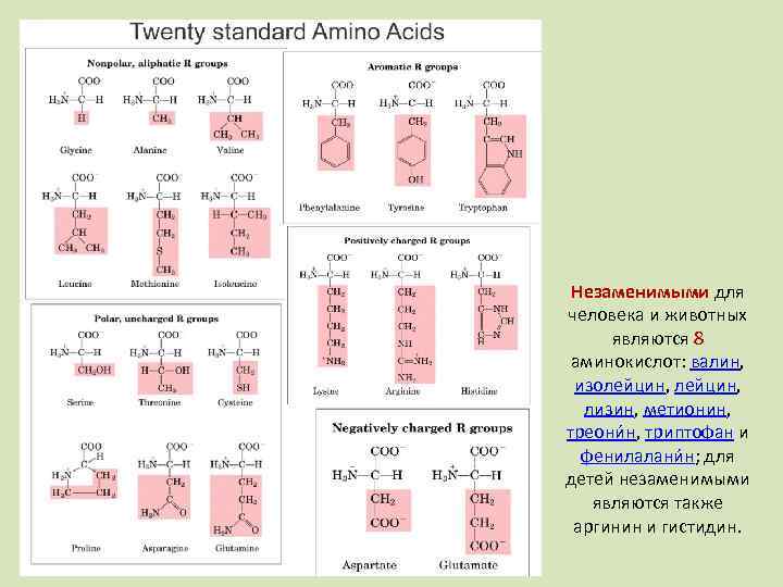 Незаменимыми для человека и животных являются 8 аминокислот: валин, изолейцин, лизин, метионин, треони н,