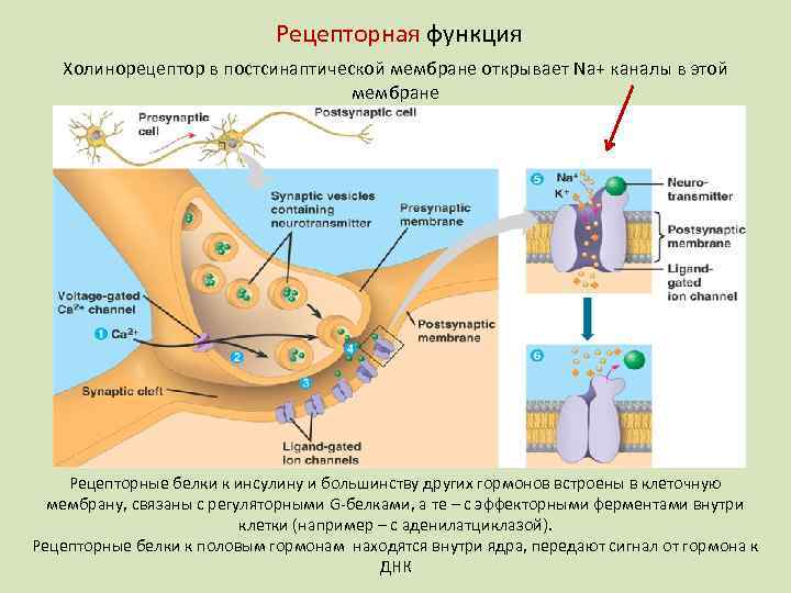 Рецепторная функция Холинорецептор в постсинаптической мембране открывает Na+ каналы в этой мембране Рецепторные белки
