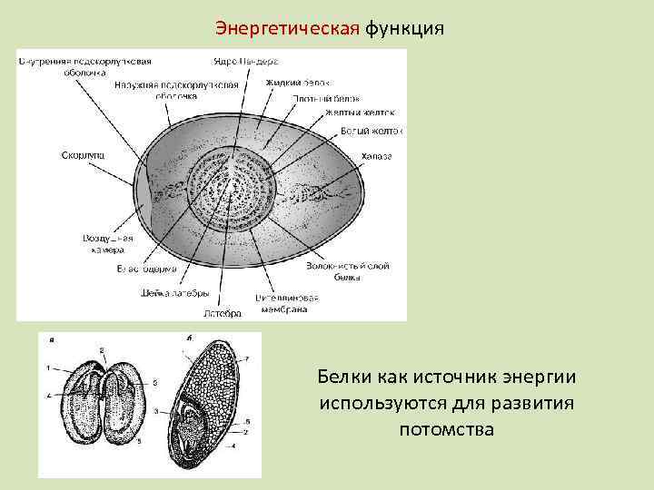 Энергетическая функция Белки как источник энергии используются для развития потомства 