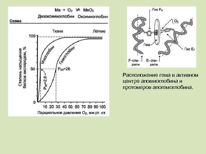 Расположение гема в активном центре апомиоглобина и протомеров апогемоглобина. 