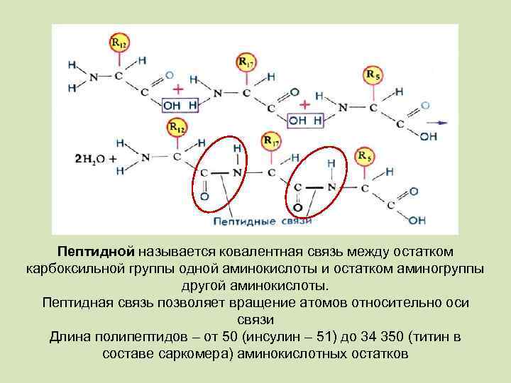 Выберите изображение пептидной связи