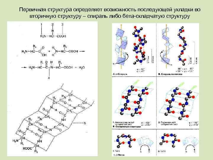 Первичная структура связи. Вторичная структура белка бета складчатая структура. Вторичная структура белка бета. Бета спираль вторичной структуры белка. Схема Альфа спирали и бета складчатого листа.