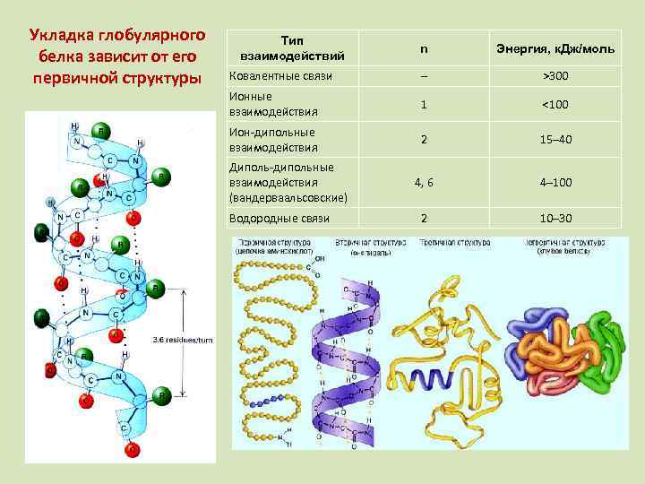 Химическая связь образующая первичную структуру белка. Структура глобулярных белков. Первичная структура белка связи. Уровни организации белковой молекулы. Первичная структура белка.