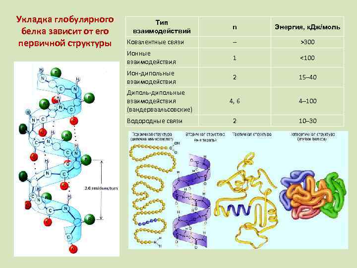 Сборка молекул белка. Глобулярные белки первичная структура. Первичная структура белка глобула. Структура глобулярных белков. Глобулярная структура белка.