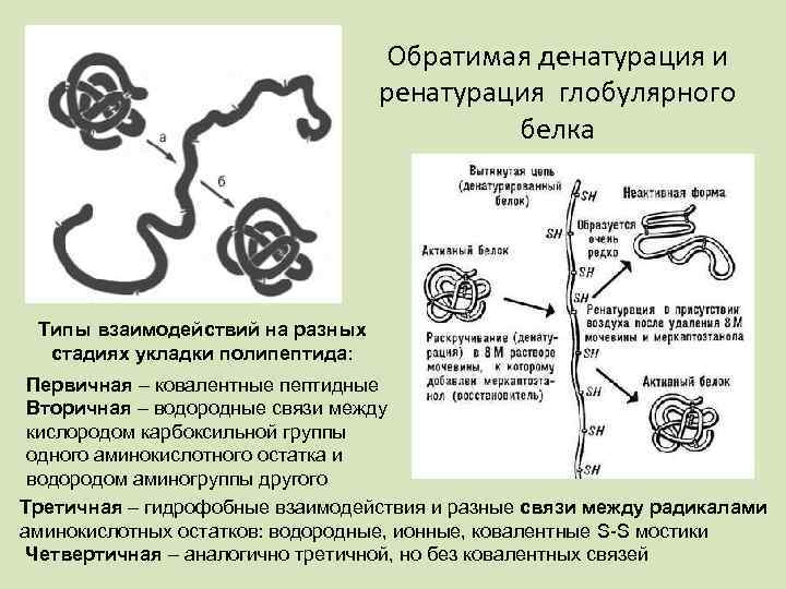 Что такое денатурация