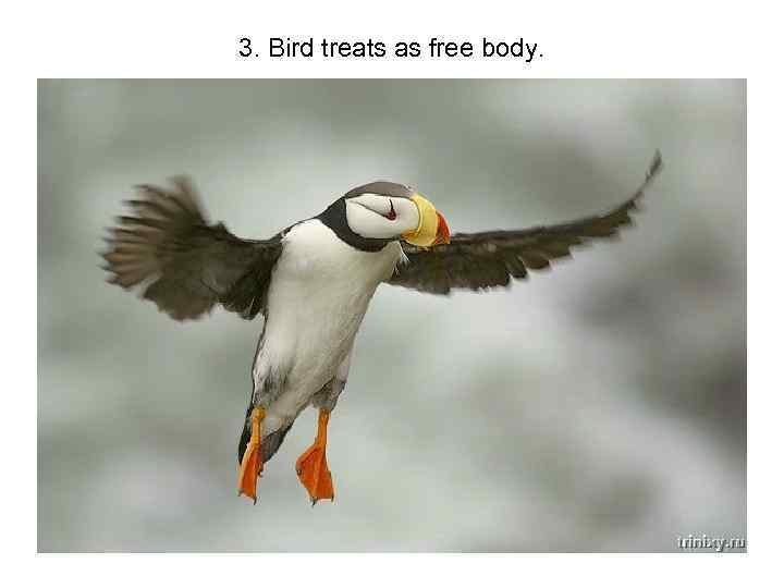 3. Bird treats as free body. 