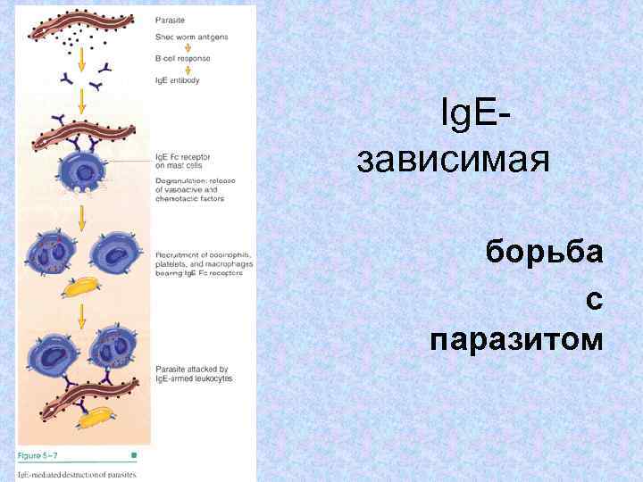 Ig. Eзависимая борьба с паразитом 