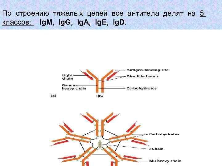 По строению тяжелых цепей все антитела делят на 5 классов: Ig. M, Ig. G,