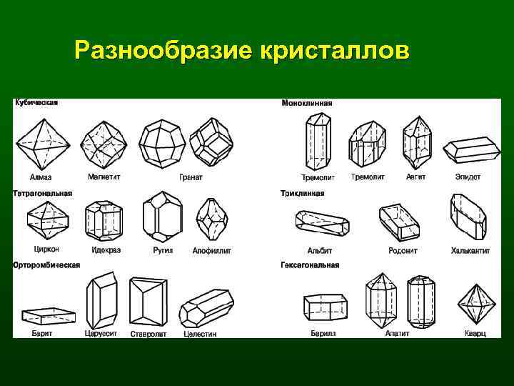 Сингония цветок фото