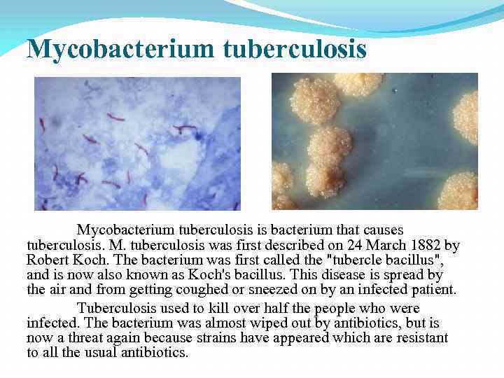 Mycobacterium tuberculosis is bacterium that causes tuberculosis. M. tuberculosis was first described on 24