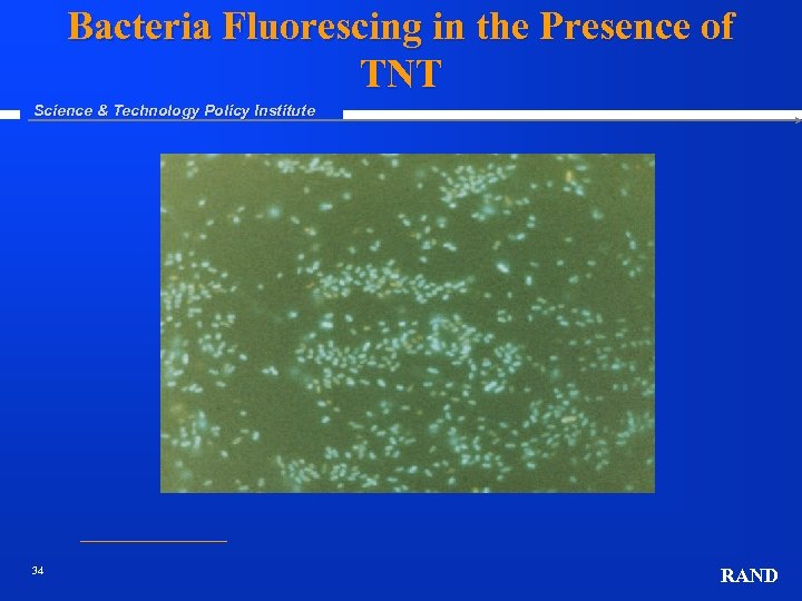 Bacteria Fluorescing in the Presence of TNT Science & Technology Policy Institute 34 RAND