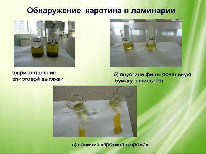 Обнаружение каротина в ламинарии а)приготовление спиртовой вытяжки б) опустили фильтровальную бумагу в фильтрат в)