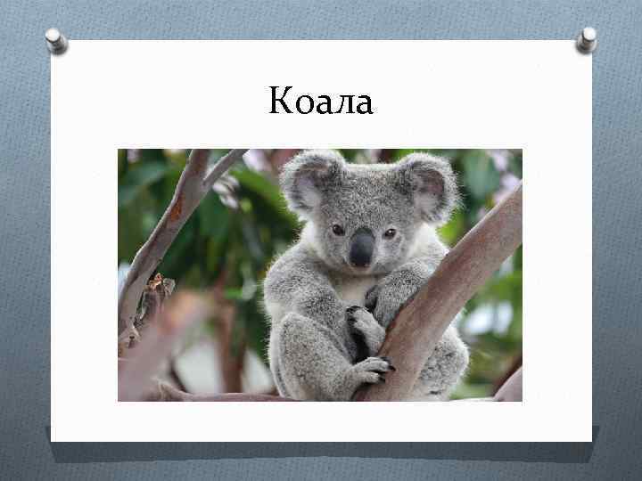 Коала 