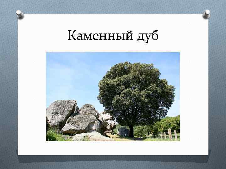 Каменный дуб 