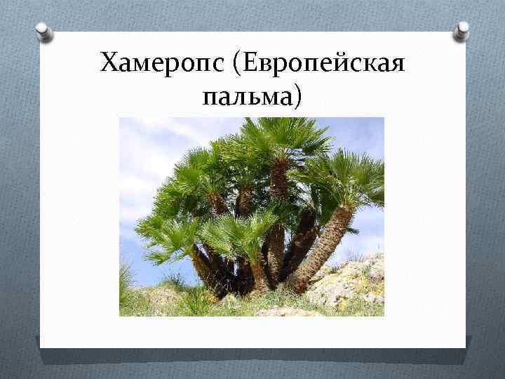 Хамеропс (Европейская пальма) 