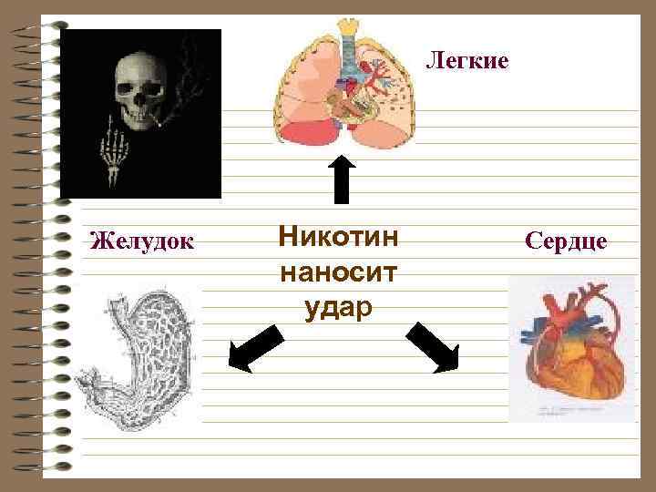 Легкие Желудок Никотин наносит удар Сердце 