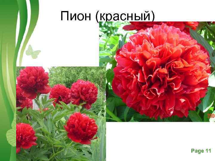 Пион (красный) Free Powerpoint Templates Page 11 