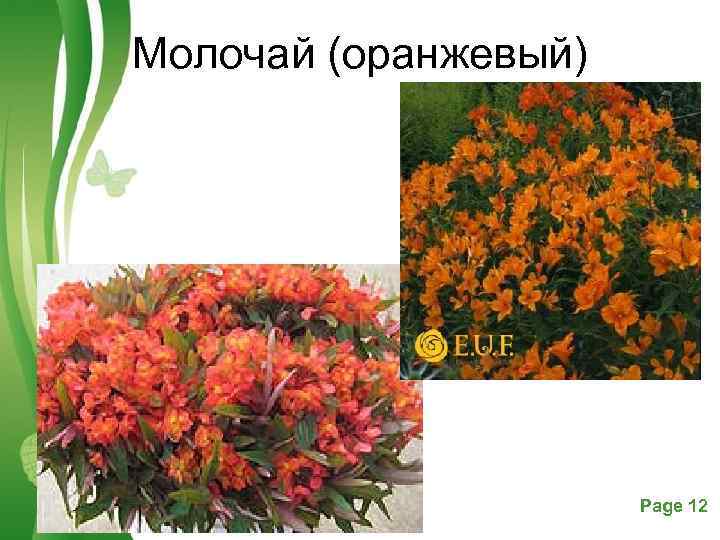 Молочай (оранжевый) Free Powerpoint Templates Page 12 