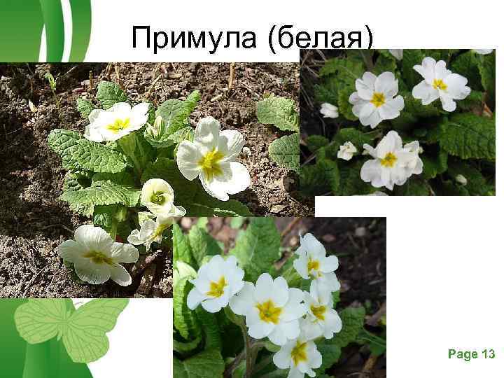 Примула (белая) Free Powerpoint Templates Page 13 