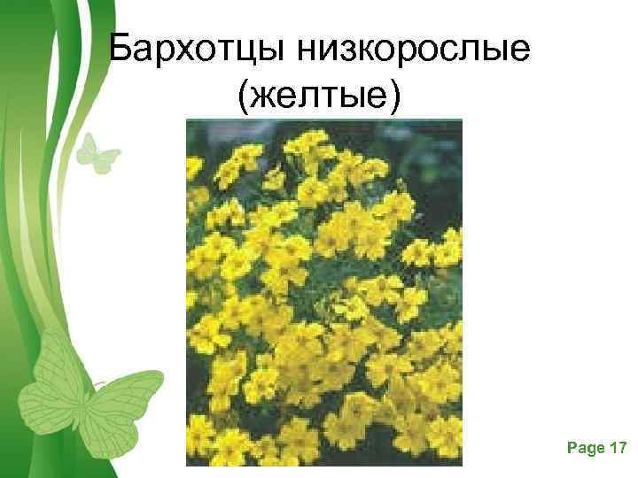 Бархотцы низкорослые (желтые) Free Powerpoint Templates Page 17 