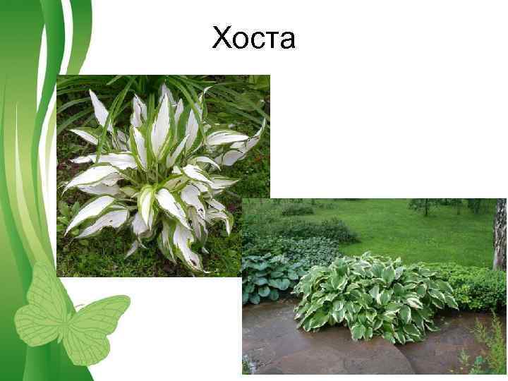 Хоста Free Powerpoint Templates Page 5 