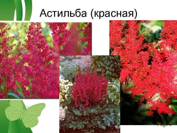 Астильба (красная) Free Powerpoint Templates Page 6 