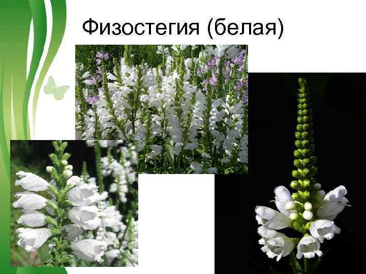 Физостегия (белая) Free Powerpoint Templates Page 7 