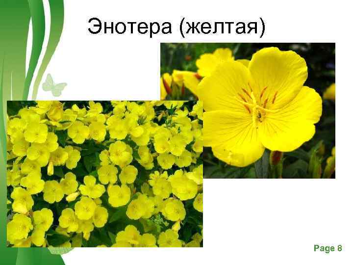Энотера (желтая) Free Powerpoint Templates Page 8 