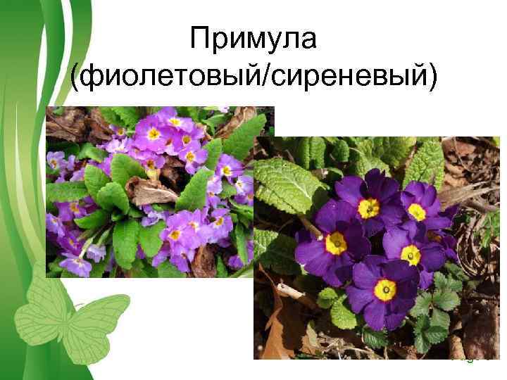 Примула (фиолетовый/сиреневый) Free Powerpoint Templates Page 9 
