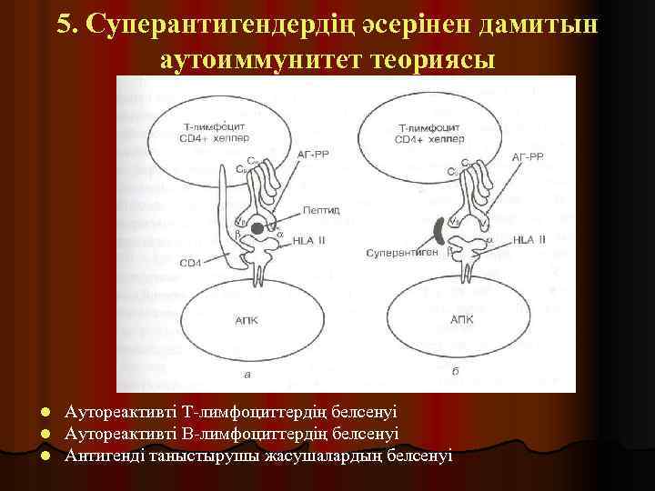 5. Суперантигендердің әсерінен дамитын аутоиммунитет теориясы l l l Аутореактивті Т-лимфоциттердің белсенуі Аутореактивті В-лимфоциттердің