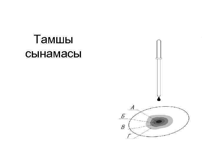 Тамшы сынамасы 
