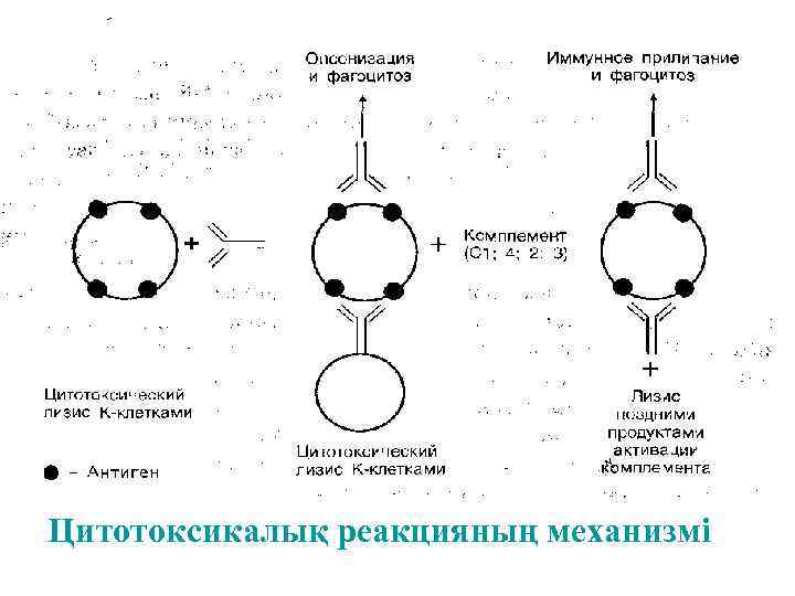 Цитотоксикалық реакцияның механизмі 