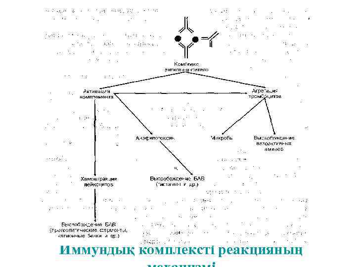 Иммундық комплексті реакцияның 