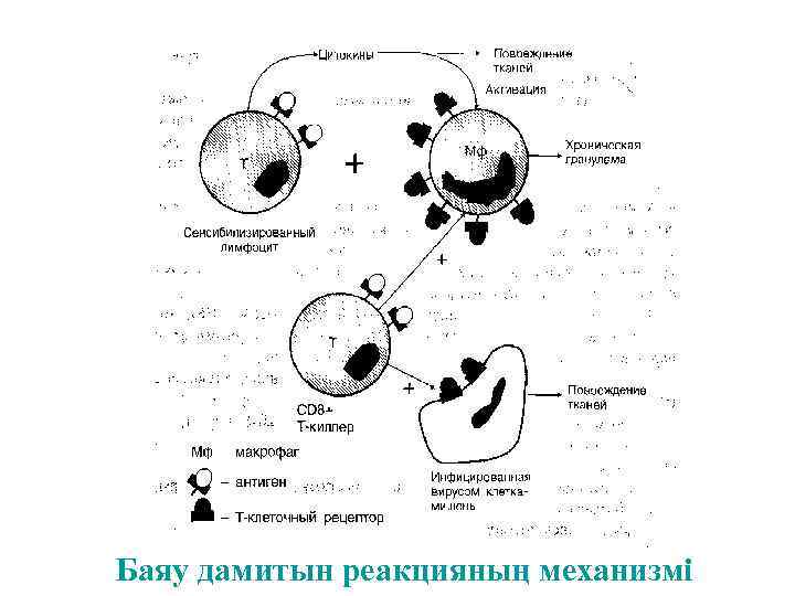 Баяу дамитын реакцияның механизмі 