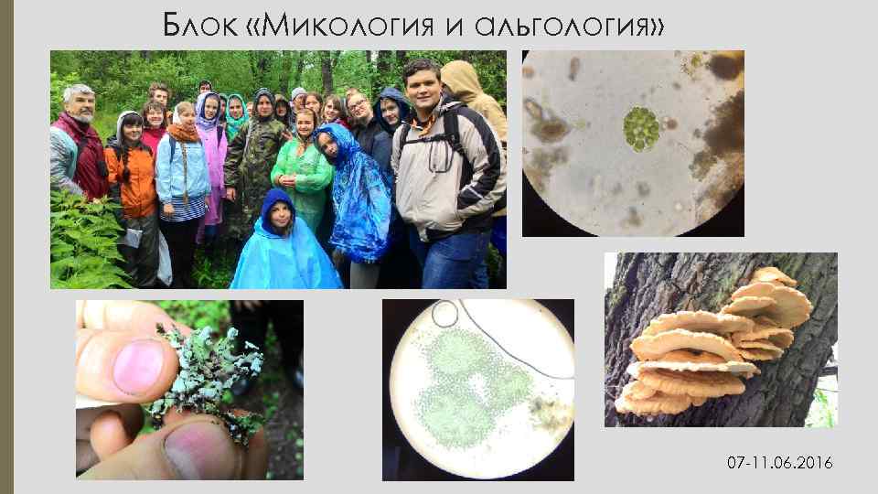Блок «Микология и альгология» 07 -11. 06. 2016 