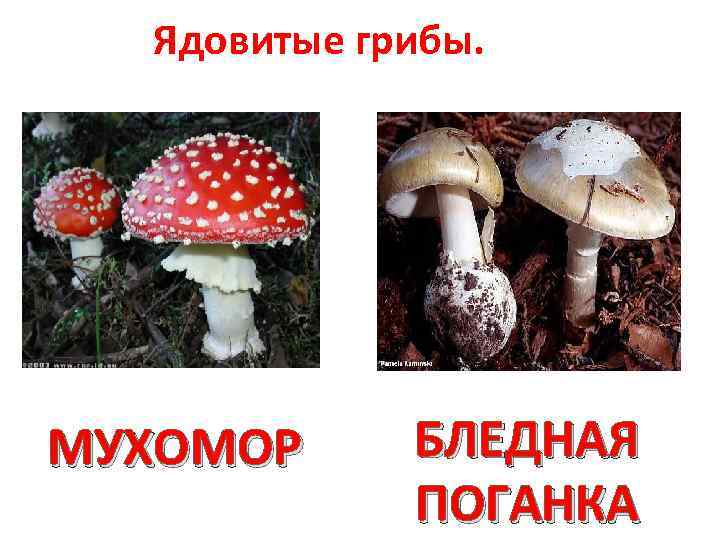 Ядовитые грибы. МУХОМОР БЛЕДНАЯ ПОГАНКА 