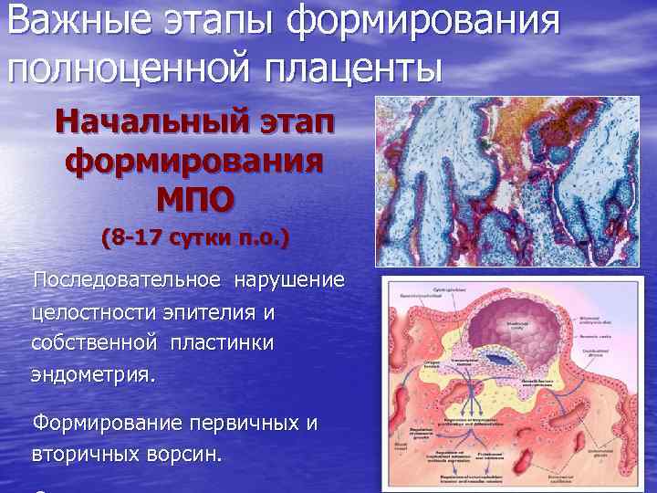 Важные этапы формирования полноценной плаценты Начальный этап формирования МПО (8 -17 сутки п. о.