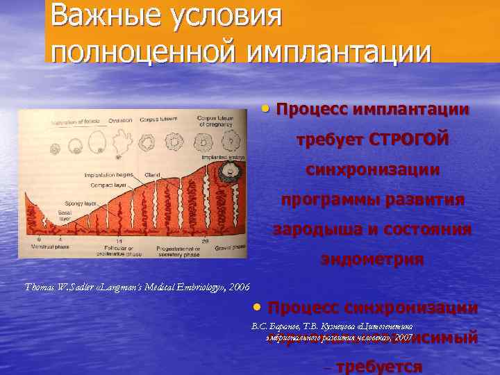 Важные условия полноценной имплантации • Процесс имплантации требует СТРОГОЙ синхронизации программы развития зародыша и